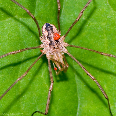 Longleggedy spider(?) with mites/ ticks.