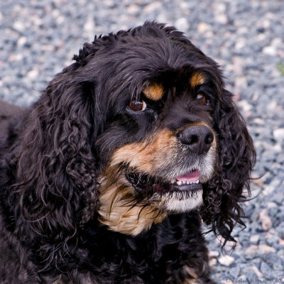 1/8 Naugty dog 