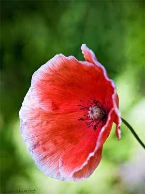3/8 Poppy in the Flower meadow in a can patch in Heles backyard