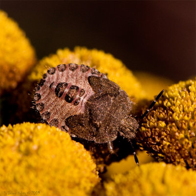 5/8 Fancy stink bug, just beautiful!