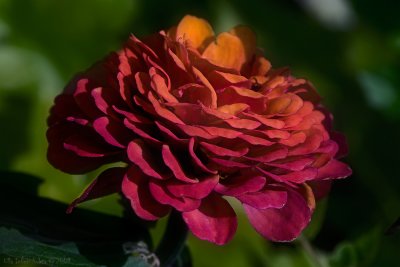 8/8 Strangely coloured flower