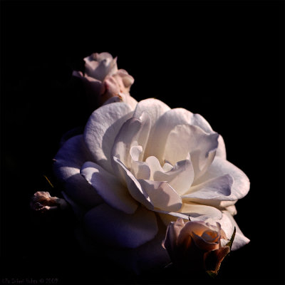 9/8 White rose in the dark