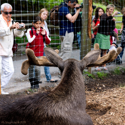 14/8 Hlges ( the moose at Skansen) new hobby; Tourist watching