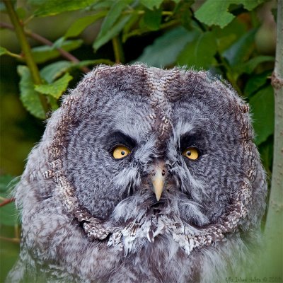 Great grey owl (lat. Strix nebulosa)