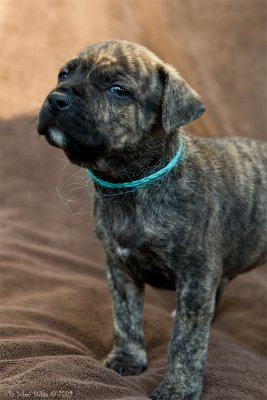 Frode, 5 weeks old American Staffondshire terrier boy