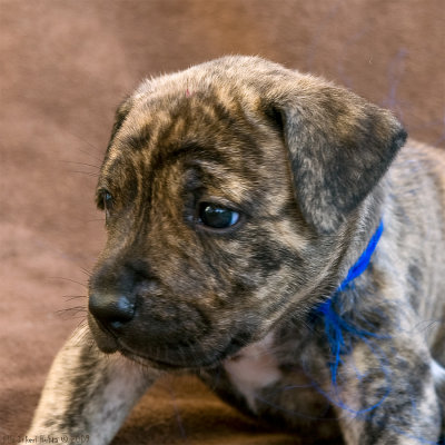 Hne, 5 weeks old American Staffondshire terrier boy