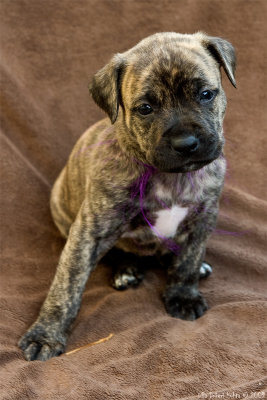 22/8 Photographed neighbours Am staff pups today.