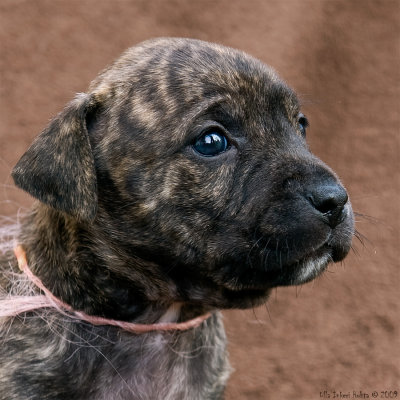 Freija, a 5 weeks old American Staffondshire terrier girl, the runt of the litter