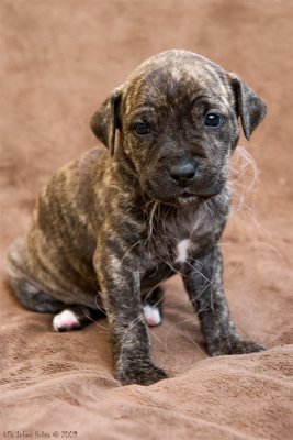 Freija, a 5 weeks old American Staffondshire terrier girl, the runt of the litter