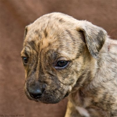 Balder, a 5 weeks old American Staffondshire terrier  boy
