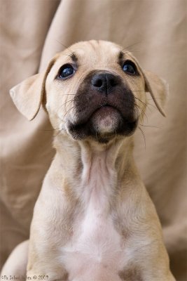 7/9 Snapped pics of the American Staffondshire terrier pups on Sunday.