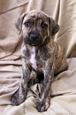 Hne, 7 week old American Staffondshire terrier boy