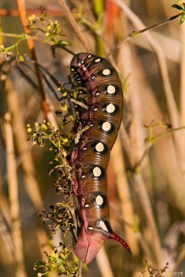 10/9 Nice caterpillar 