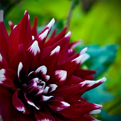Dahlia