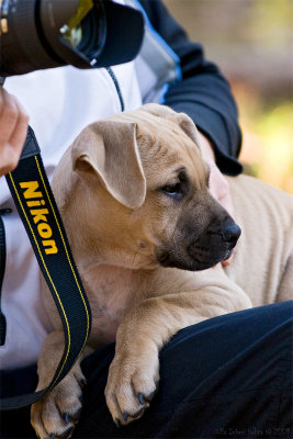 Sigge prefers Nikon, the straps are quite chewy...