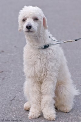 15/6 Albin,10 months old poodle puff down the street.