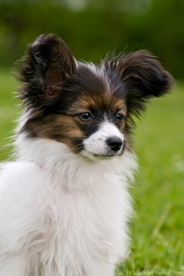 Cilla, papillon, on her 3 months-day.