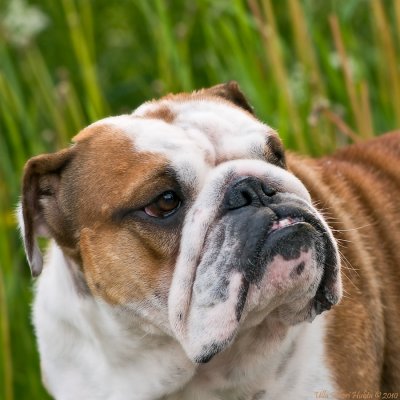 Otti, a lovely English Bulldog lady, living on our street.