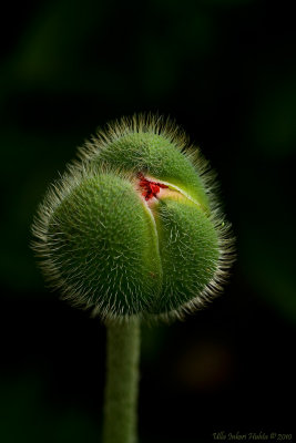 Poppy bud