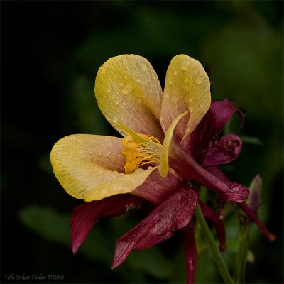Fancy Columbine after the rain today, 
