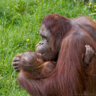 Sabina cuddling with little Storma, Bors Zoo