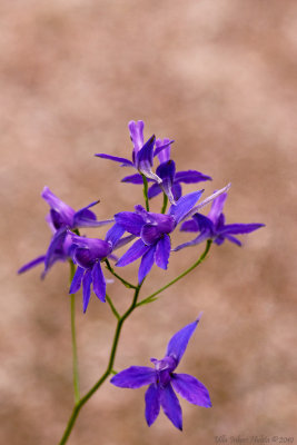 Forking Larkspur        lat;Consolida regalis S. F. Gray