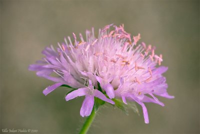 Small Scabious    lat; Scabiosa columbaria L.