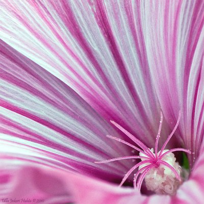 Mallow of some kind