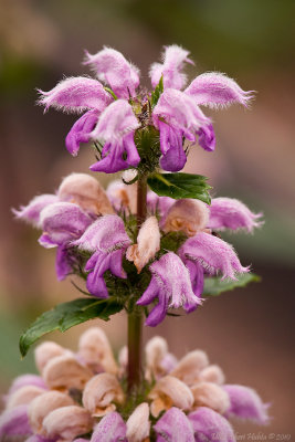 Some kind of Dead-nettle, lat; Lamium Orvala