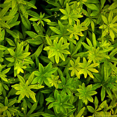 Woodruff Lat; Galium odoratum (L.) Scop, Asperula Odorata L.