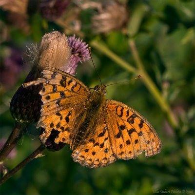 Silver-washed Fritillary, not much left of its wings, but it flew very well!
