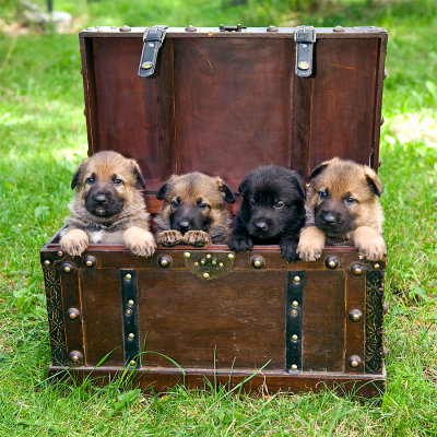 Fyra valpar. Vilken fin kvartett i kofferten!