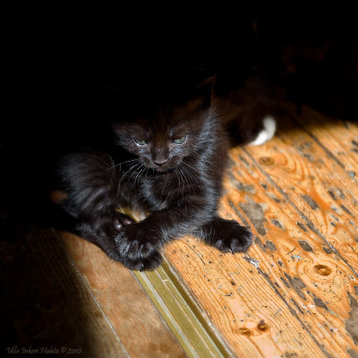 19/8 In shade and light