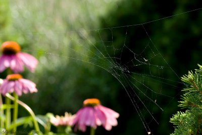 spiderweb and cornflowers