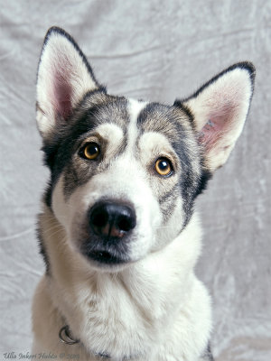 Amira, siberian husky/alaskan malamute