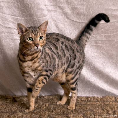 Zorro, bengalkatt