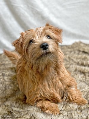 Bling, norfolk terrier