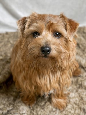 My, norfolkterrier