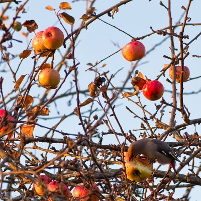 Waxwing munching on apples