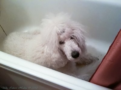 Bonnie takes cover in the bathtub from all nasty firecrackers and fireworks outside.