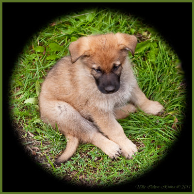 One of the U-puppies, German shepherd
