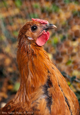 7/10 Fredrik, the rooster