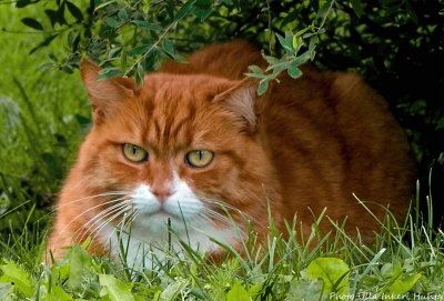 red cat.jpg
