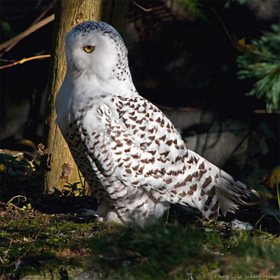 snow owl 3 900.jpg