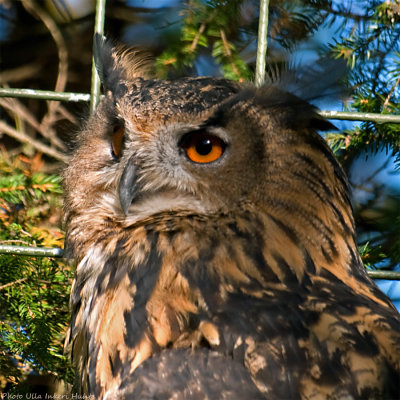 eagle owl 3 900.jpg