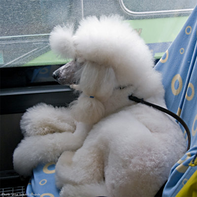 Bonnie on the bus back home. I think she enjoys the ride