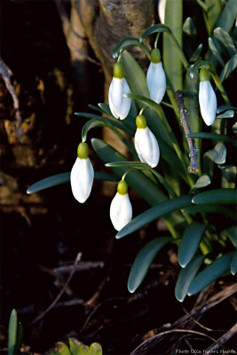 First snowdrops