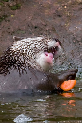 Eating carrots is NOT boring...