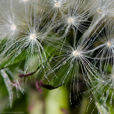 Dandelion seeds ready for takeoff