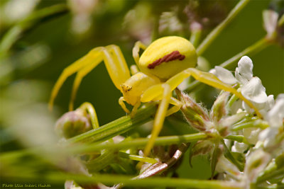 Yellow spider, all of  it